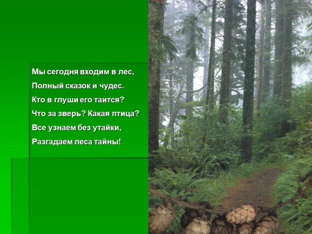 Лесная глушь как пишется. Проект на тему леса. Лес для презентации. Презентация на тему лес. Рассказ о лесе.