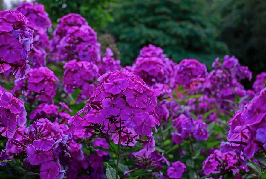 Флокс Dusterlohe. Флокс (Phlox) Nicky. Флокс метельчатый Ники. Флоксы купить саженцы в москве