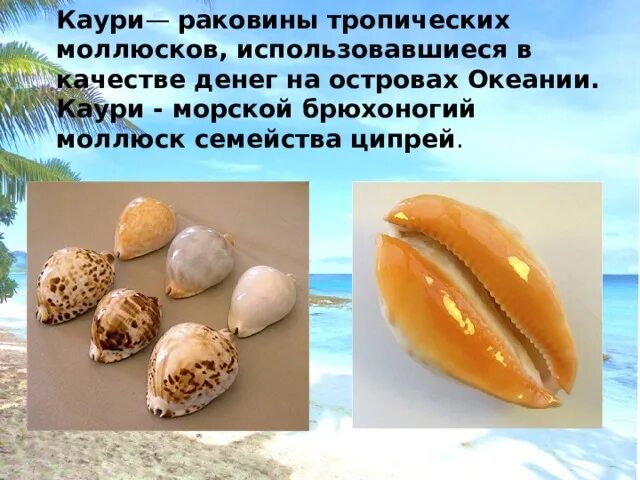 Как человек использует моллюсков. Раковины моллюска каури. ракушка каури ципрея. первые деньги раковины каури-моллюсков. морской моллюск каури.