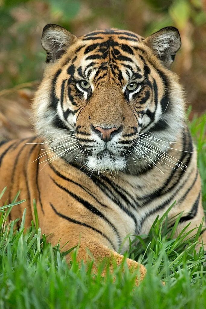 Том и джерри: сказки мультсериал. Том и джерри тигр мультфильм. Tiger tom. Тигр с boos. Reklam boomerang tom vj avan vsaerry.