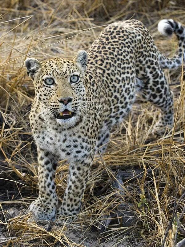 Мания животные. Шутки о котах. Uno мания животные. Развивающие игры карточки уномания животные 72 карточки 85х62мм. Леопард и ягуар и тигр.