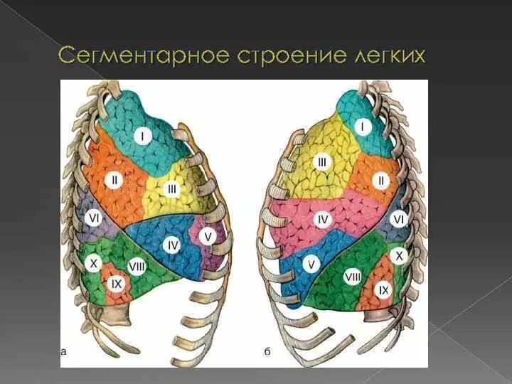 10 сегментов легких. Сегментарное строение легких. Сегментарное строение легких схема. Строение легкого сегменты и доли. Долевое строение легких человека.