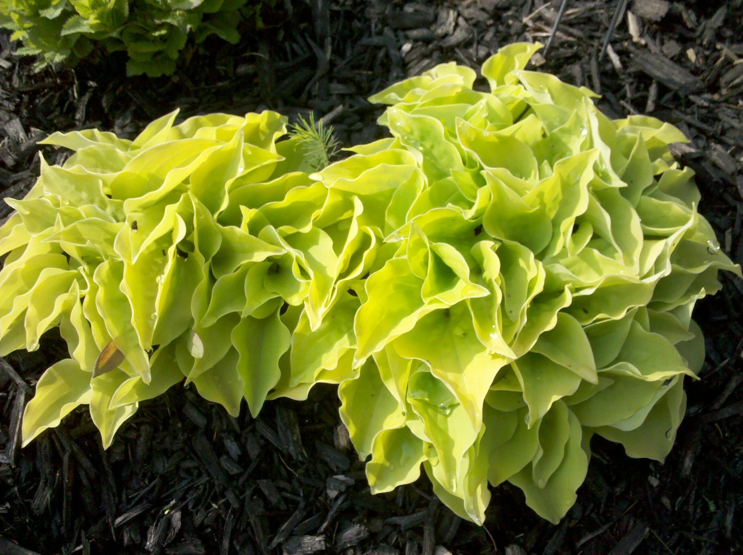 Хоста с желтыми цветами. Хоста харт броукен. хоста курчавая (hosta crispula). желтая хоста «сан пауэр». хоста волнистая медиовариегата.