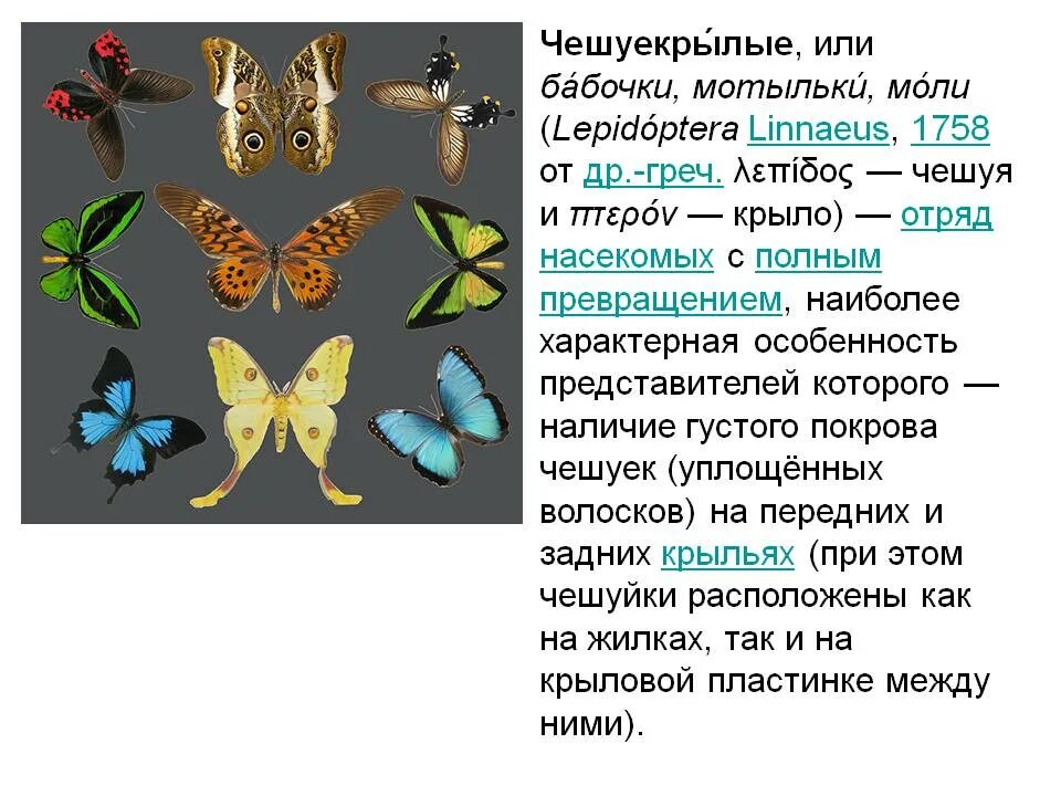 3 представителя чешуекрылых