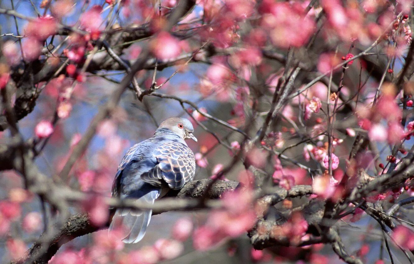 Птица предвестник весны. Птицы. Весенняя природа. Птицы на дереве.
