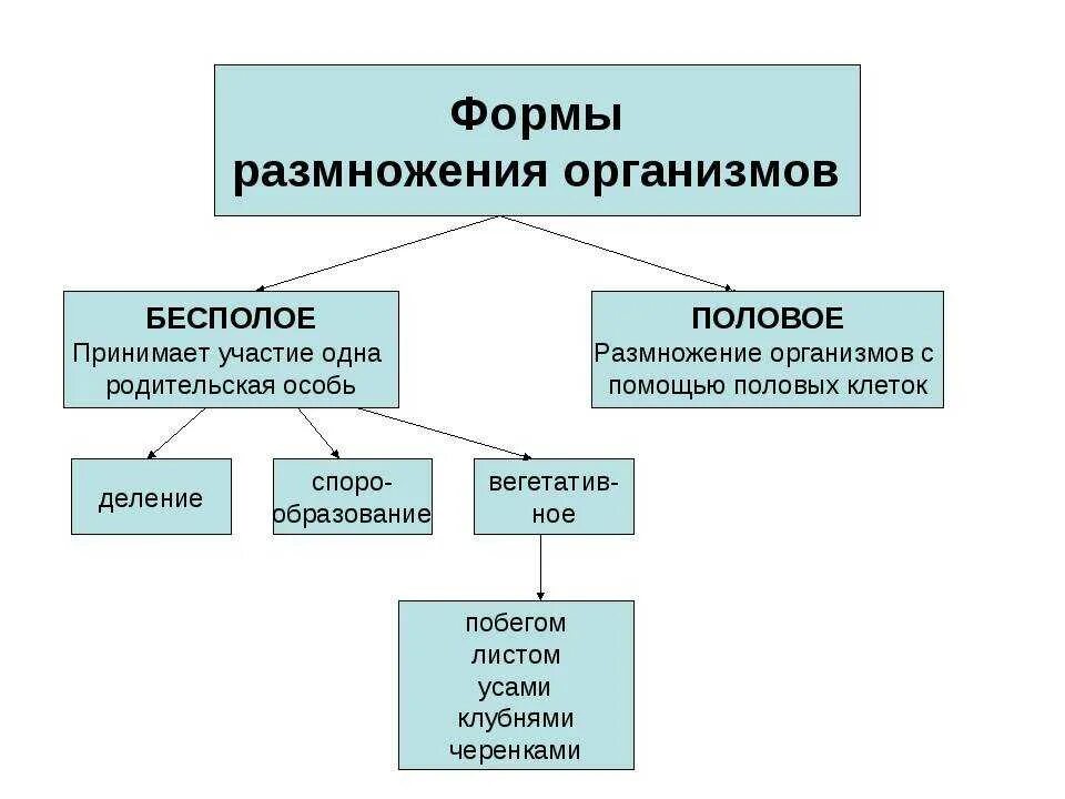 Половое и бесполое размножение таблица. Назовите формы размножения организмов. Способы бесполового размножения схема. Виды бесполого размножения схема.