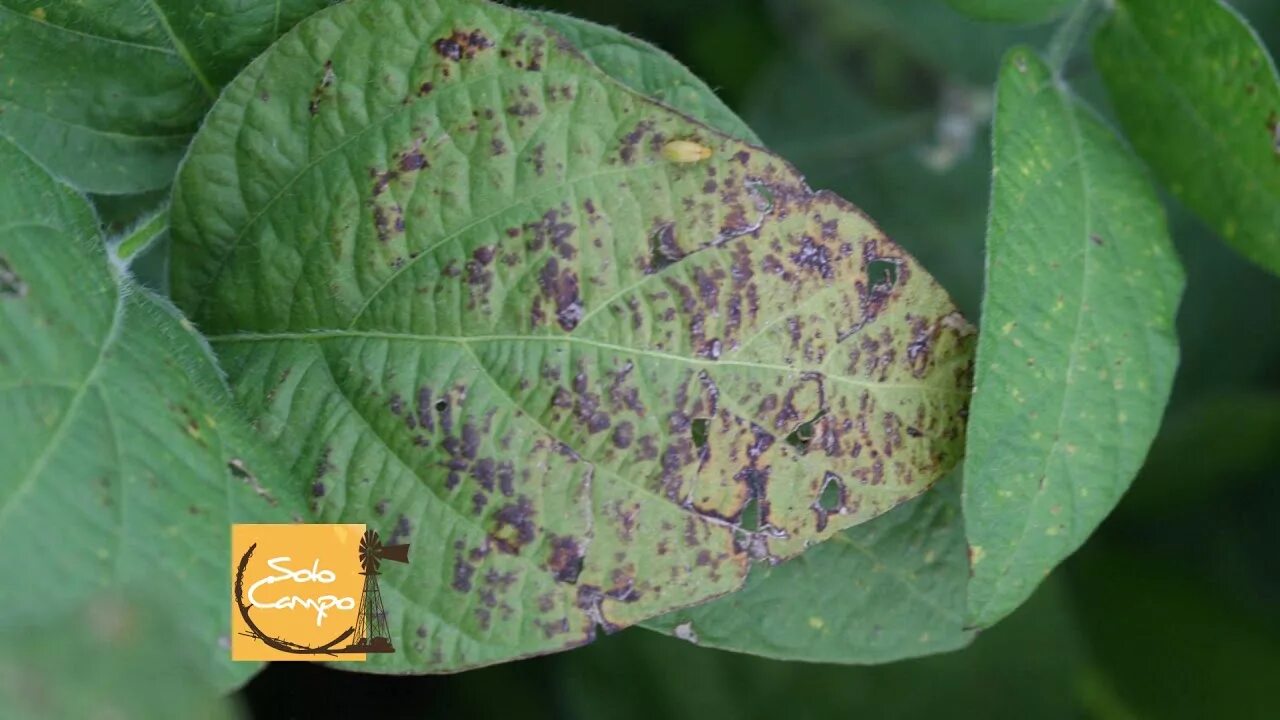 Септориоз на лимоны фото и описание. Церкоспороз сои. Cercospora kikuchii. Альтернариоз, церкоспороз. Ложная мучнистая роса сои.