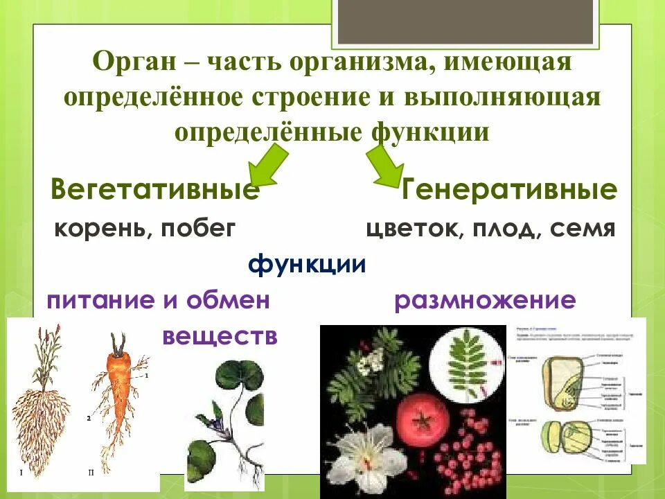 Функции вегетативных и генеративных органов. Строение вегетативных органов растений. Вегетативное и генеративное размножение. Строение генеративных органов растений. Генеративное расширение