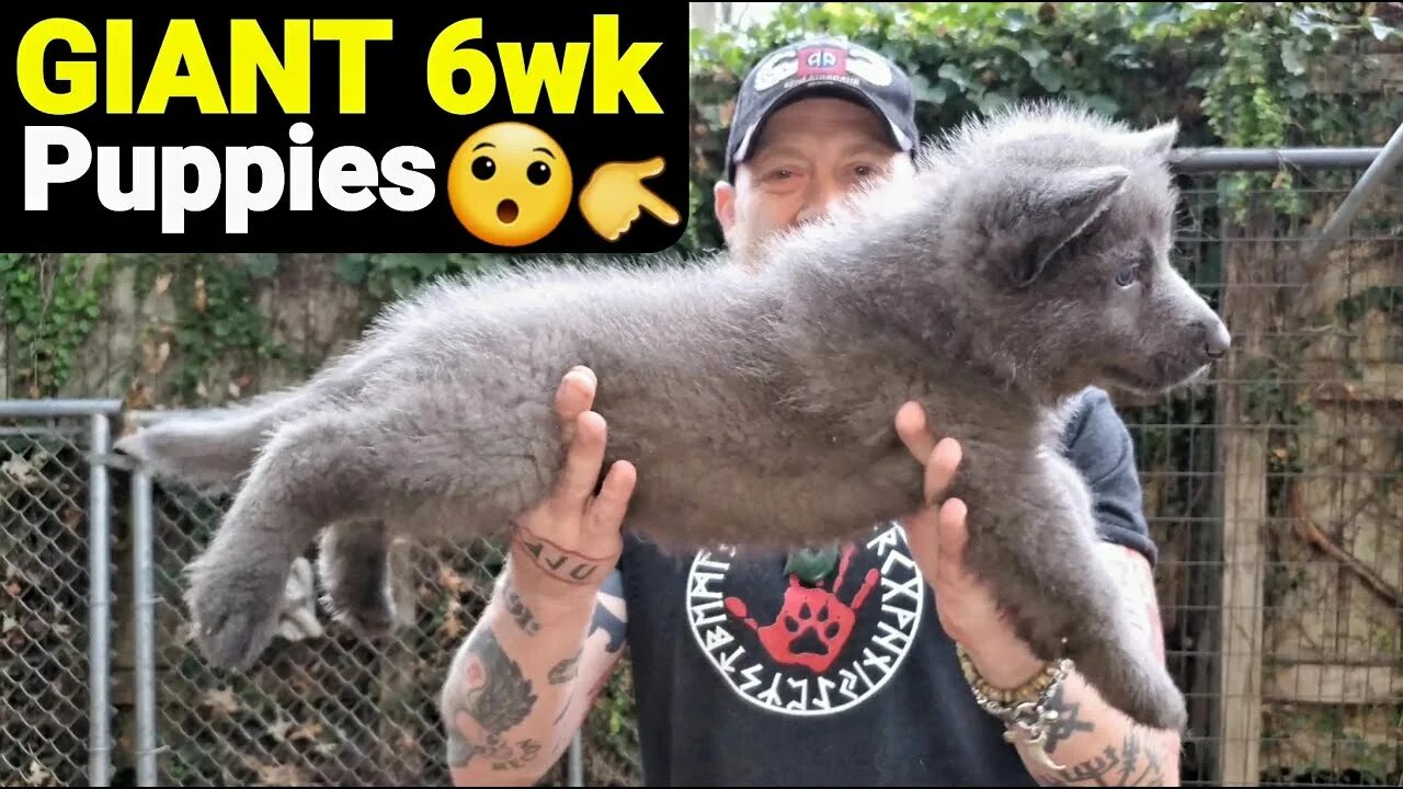 Набор отверток с магнитным наконечником gigant 6 предметов gss 6. Гигант 6. Набор отверток с магнитным наконечником gigant 11 предметов gss 11. Усиленная страховочная подставка 6т, 2 шт gigant hds-6. Гигант 6.