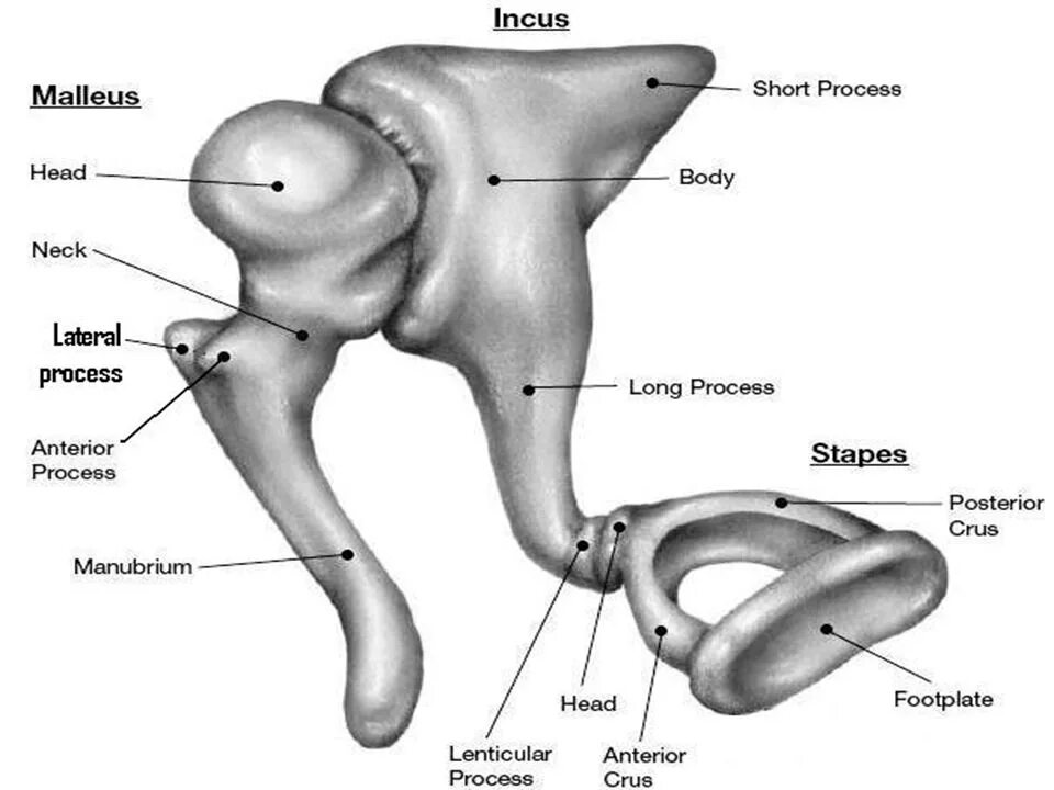 Слуховой латынь. Строение слуховых косточек анатомия. Молоточек наковальня стремечко на латыни. Сочленение слуховых косточек. Слуховые косточки латынь.