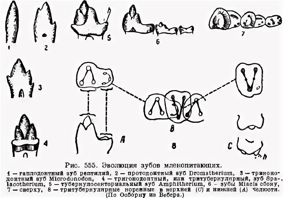 Зубы млекопитающих. Зубная система млекопитающих. Форма зубов млекопитающих. Зубы млекопитающих типы.