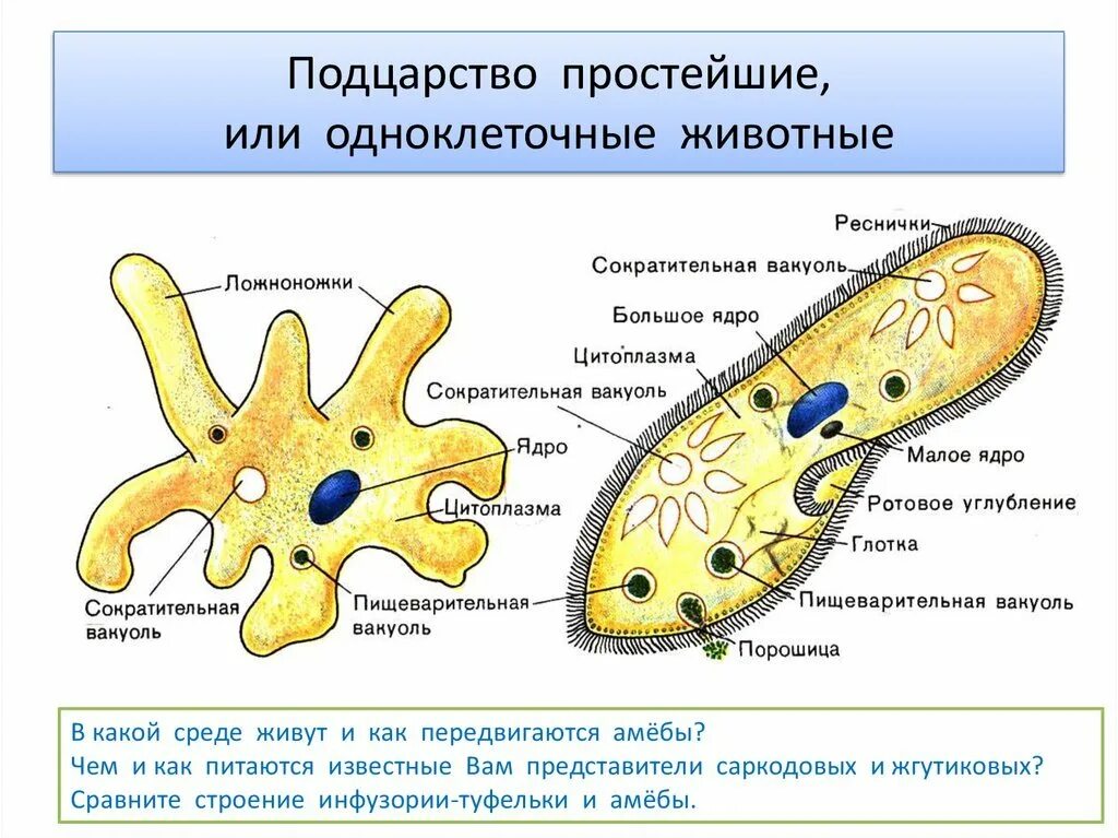 Список простейших организмов. Царство животных Подцарство простейшие. Царство животные Подцарство одноклеточные. Строение одноклеточных царство протисты. Строение одноклеточных 7 класс.