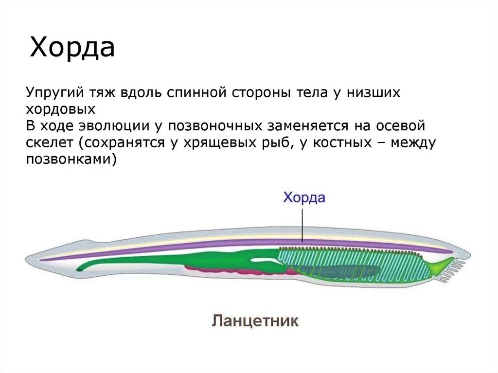 Осевой скелет ланцетника. Хордовые осевой скелет. Хорда это у рыб в биологии 7 класс. Хорда это в биологии 7 класс.