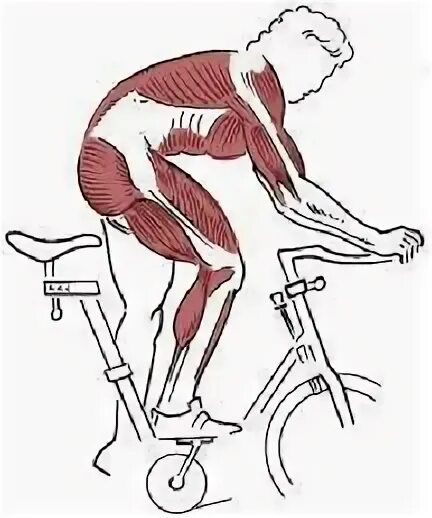 Велосипед какие мышцы работают у женщин. Велосипед мышцы задействованы. Мышцы задействованные при езде на велосипеде. Велосипед группы мышц. Тренажер велосипед группы мышц.