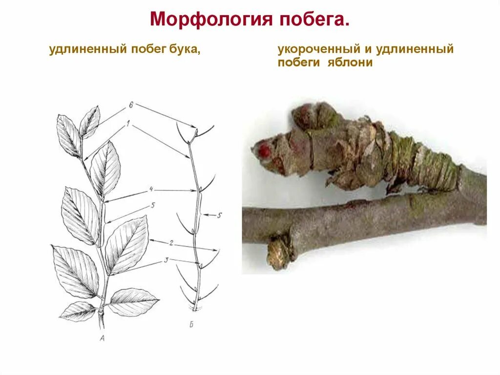 Удлиненный побег и укороченный побег. Удлиненный и укороченный побег яблони. Удлиненные и укороченные побеги яблони. Укороченные и удлиненные побеги растений. Удлиненные и укороченные побеги