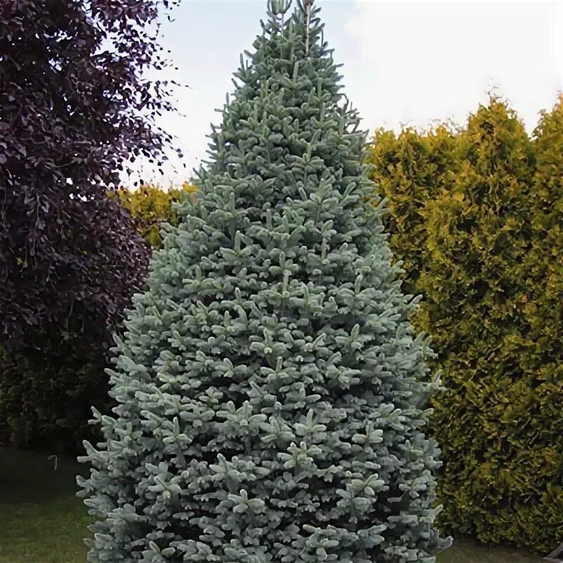 Пихта горная Компакта (Abies laciocarpa compacta) Контейнер C7,5 размер 30/50 Це