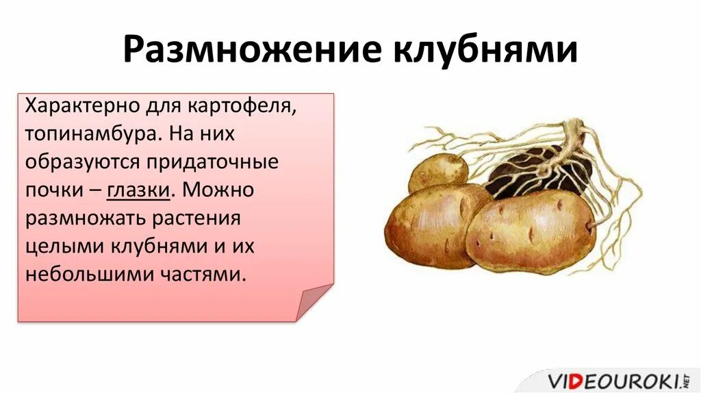 3 примера растений имеющих клубень Какие растения имеют клубень фото