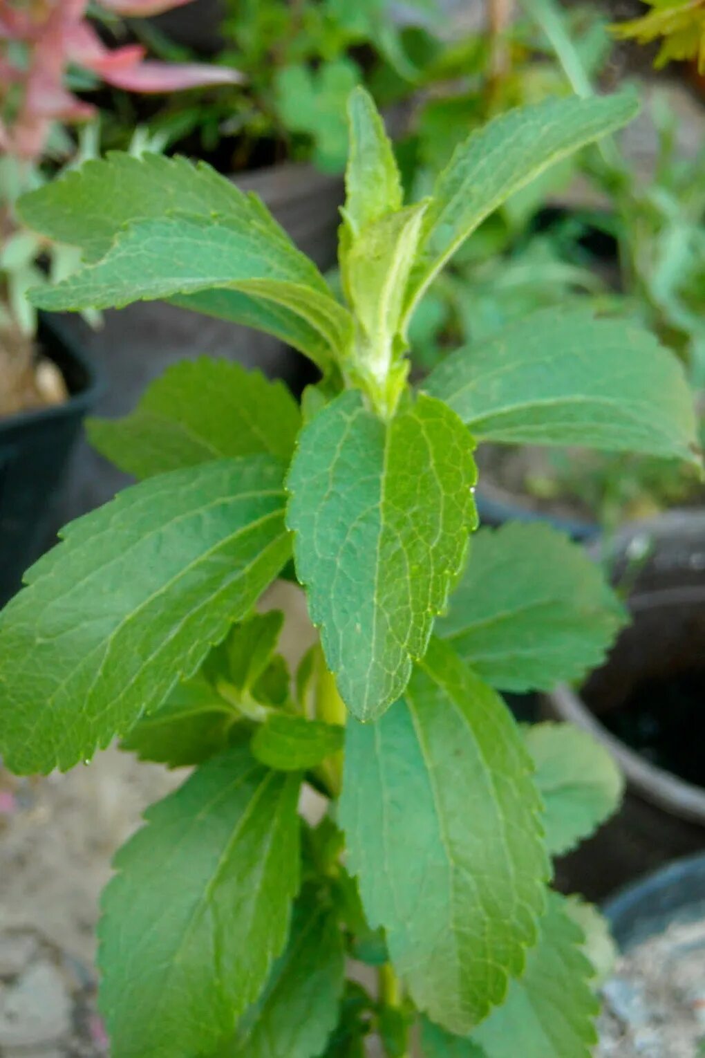 Stevia rebaudiana. Стевия растение. Стевия медовая. Stevia rebaudiana Bertoni.