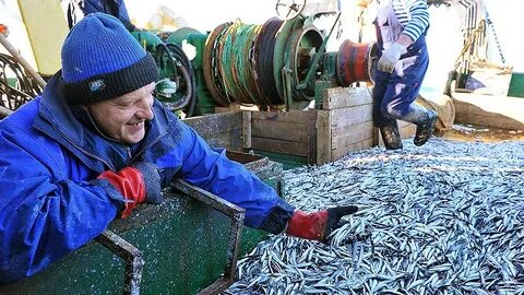 Переработать рыбу