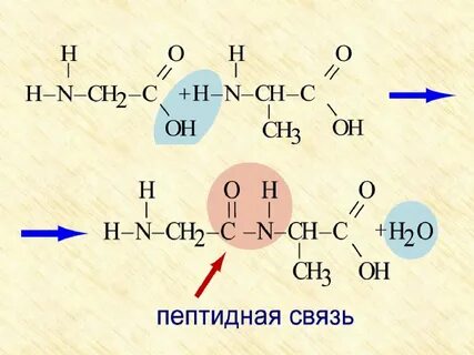 Как из кислоты получить аминокислоту