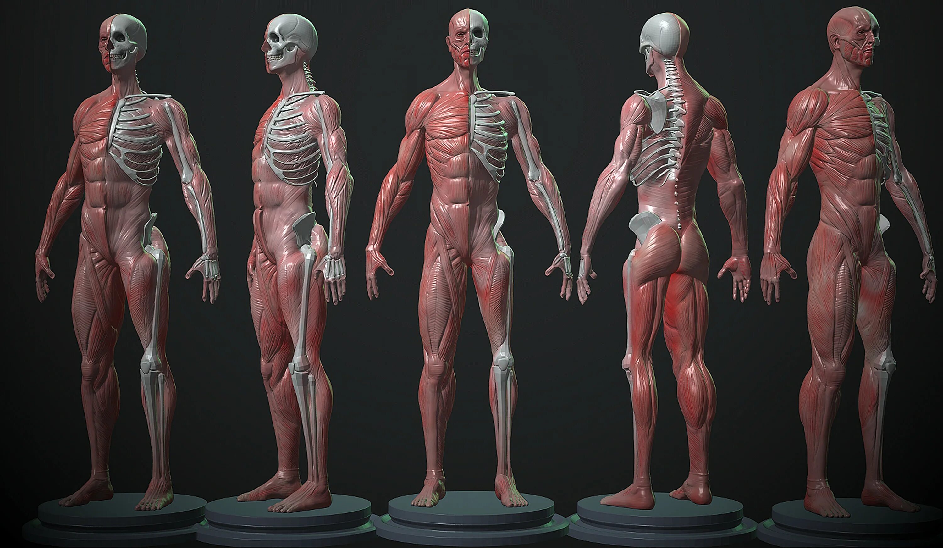 Анатомия человека 1. Анатомия человека мышцы 3д. Anatomy 3d мышцы. Челок анатомия. Мышечный скелет.