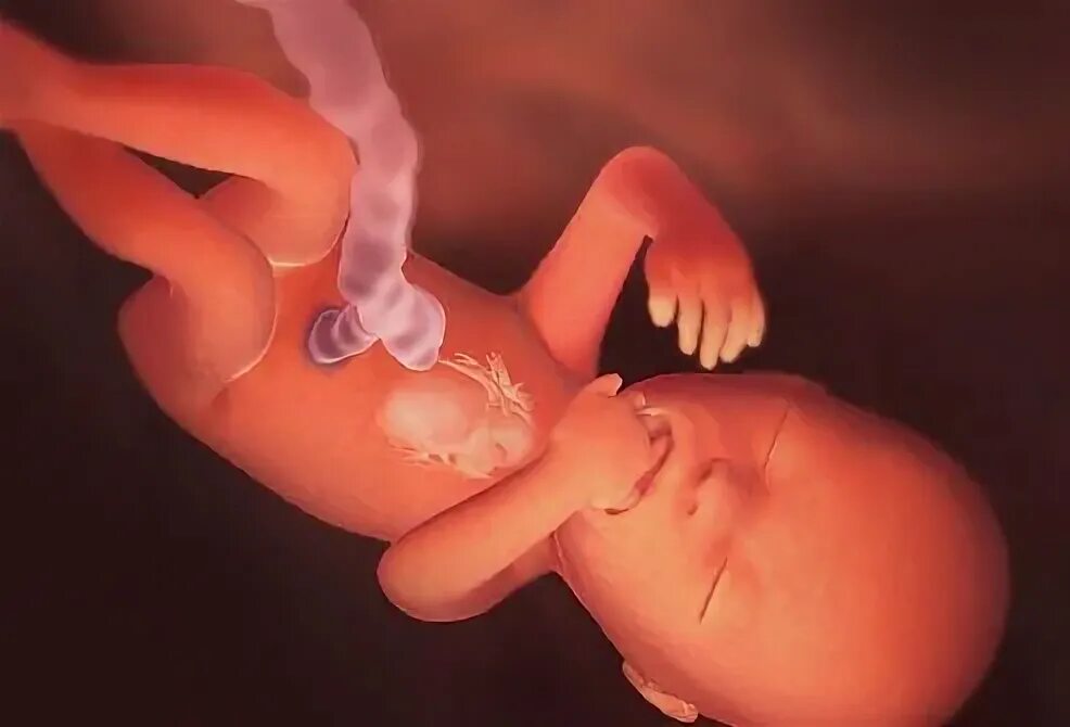 Inside Pregnancy: Weeks 10 - 14 BabyCenter - YouTube