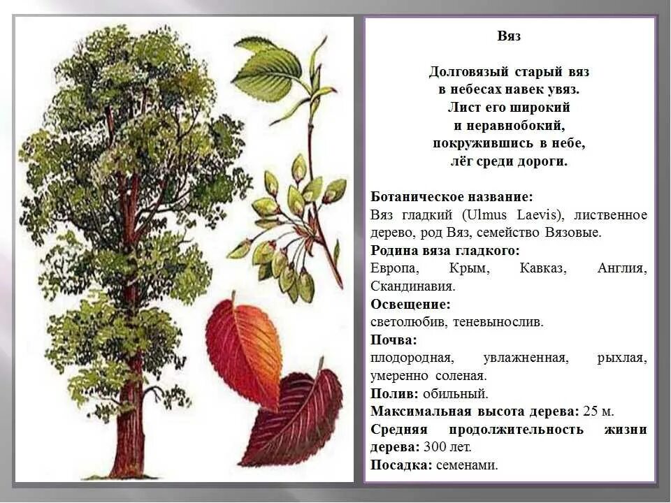 Карагач описание. Вяз мелколистный строение. Краткое сообщение о дереве вяз. Вяз описание для детей дошкольного возраста.