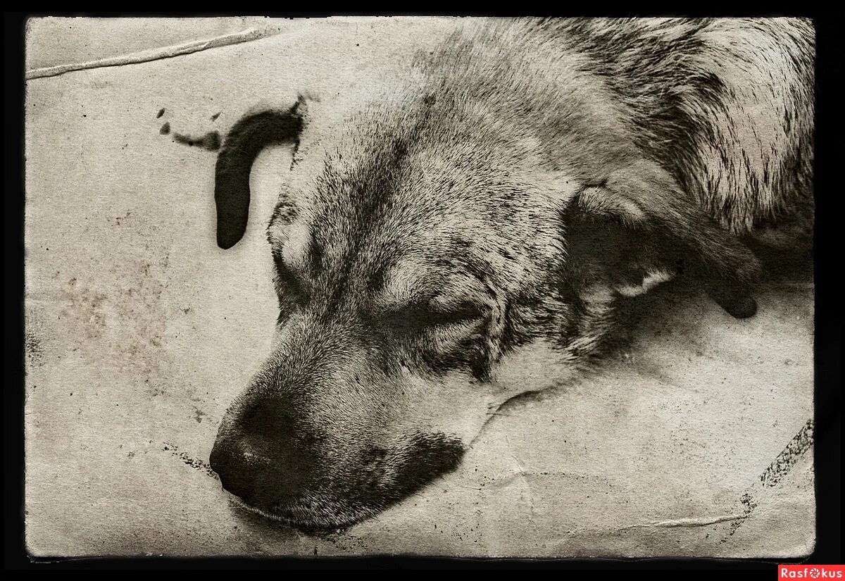 Старый пес лежит. Сослан плиев иногда нам снятся старые собаки. Старый пёс спит. Старая собака картинки. Дряхлая собака.