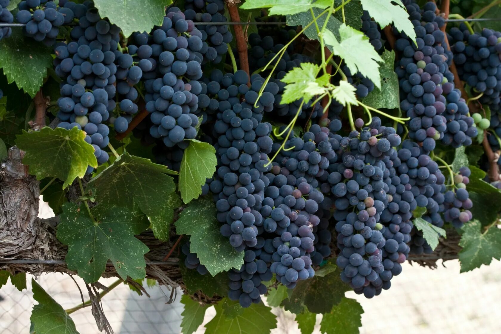 Шираз виноград. Сорта красного винограда Сира.