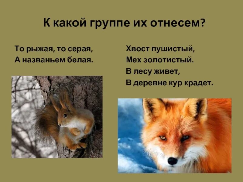 К какому сообществу относится лиса. К какой группе животных относится лисица. то рыжая то серая а названьем белая. хвост пушистый мех золотистый в лесу живет в деревне кур крадет. к какой группе относятся лисы.