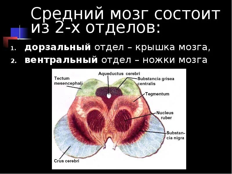 Область среднего мозга. Вентральный отдел среднего мозга. Покрышка среднего мозга. Средний мозг состоит из. Средний мозг фронтальный разрез.