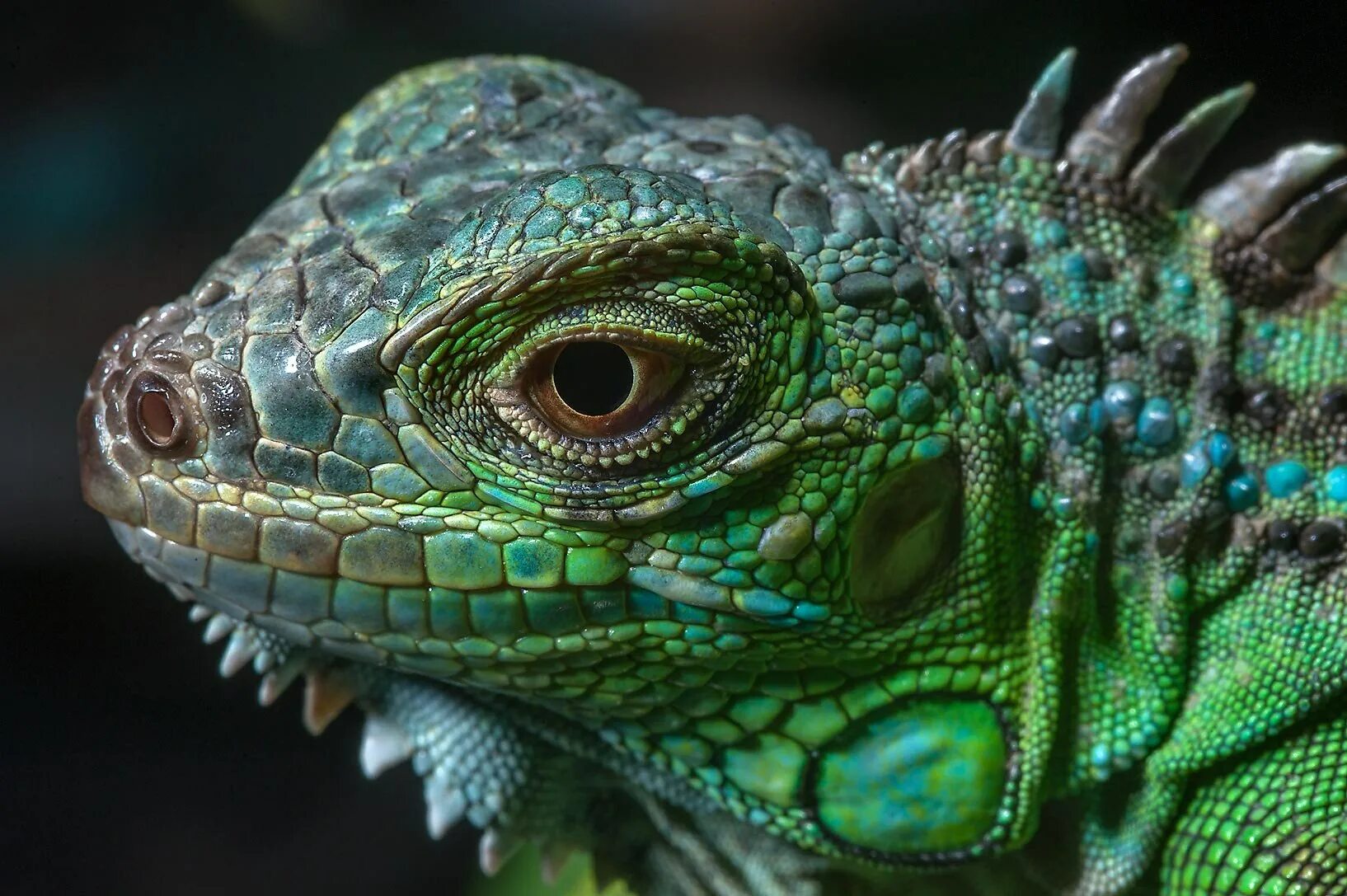 Нос ящерицы. Игуана зеленая обыкновенная. Древесная ящерица игуана. Обыкновенная игуана ящерицы. Игуана 3 глаза.
