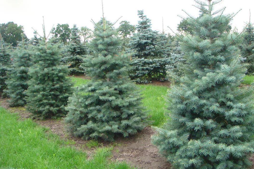 Светло хвойные. Пихта конколор компакта. Пихта одноцветная Abies concolor. Пихта одноцветная компакта Abies concolor «compacta». Пихта конколор Виолацеа.