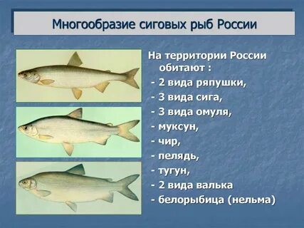 Какая рыба относится к белой