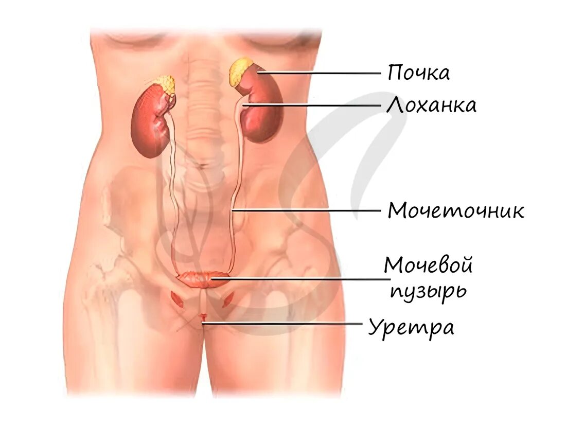 Мочевой у мужчины расположение. Анатомия человека почки расположение. Мочевой пузырь и почки расположение. Почки гдамнаходятся. Мочевой пузырь у мужчины расположение.