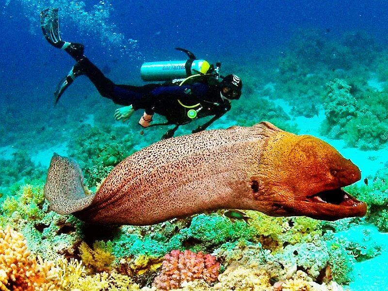 Мурена в Красном море. Мурена в Египте. Мурена рыба. Рыбы красного моря мурена.