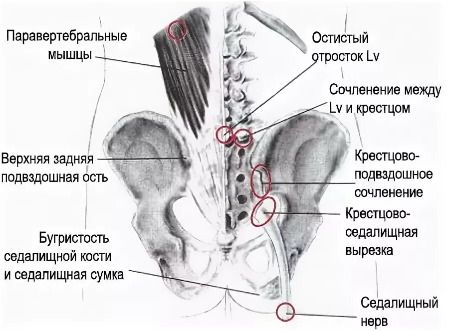 Боль в подвздошной кости. Кости крестцово подвздошного сустава. Крестцово подвздошный сустав связки анатомия. Крестец и подвздошная кость. Крестцово-подвздошный крестцово-подвздошное сочленение симптомы.