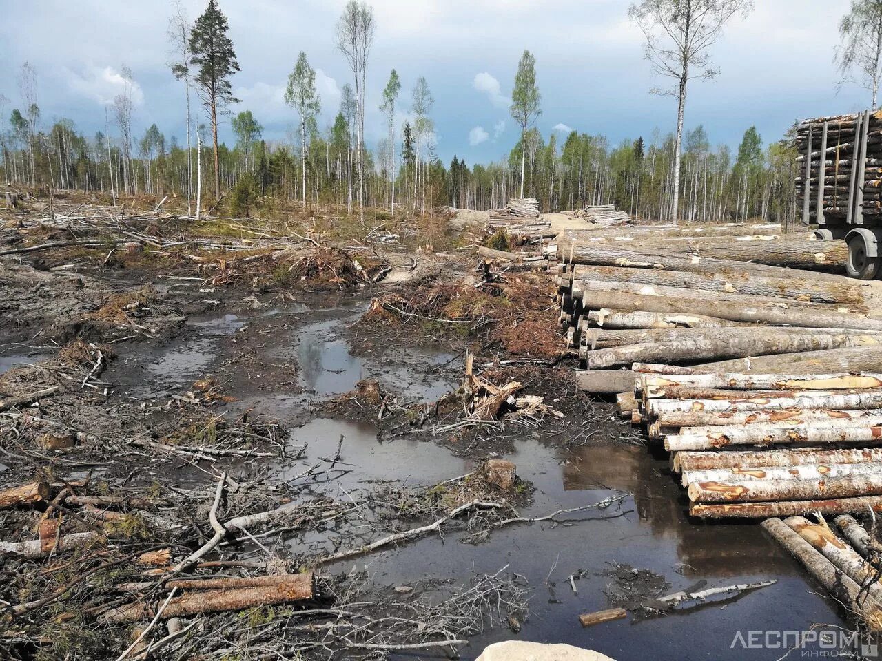 Вырубка лесов. Загрязнение и вырубка лесов. Последствия вырубки лесов. Вырубка лесов болото.