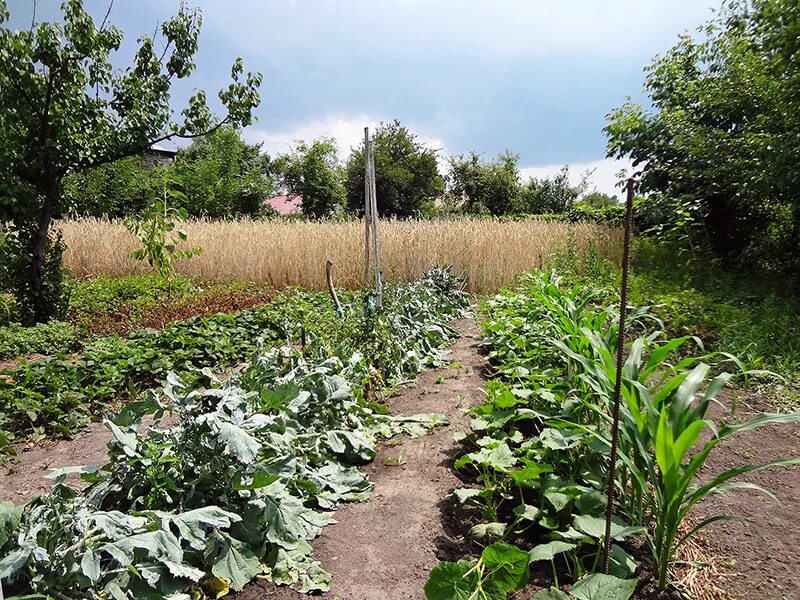 Посадка овощей на огороде. Огурцы на грядке. Кукуруза на грядке. Смешанные посадки овощей на грядке. Что можно посадить вместе с огурцами