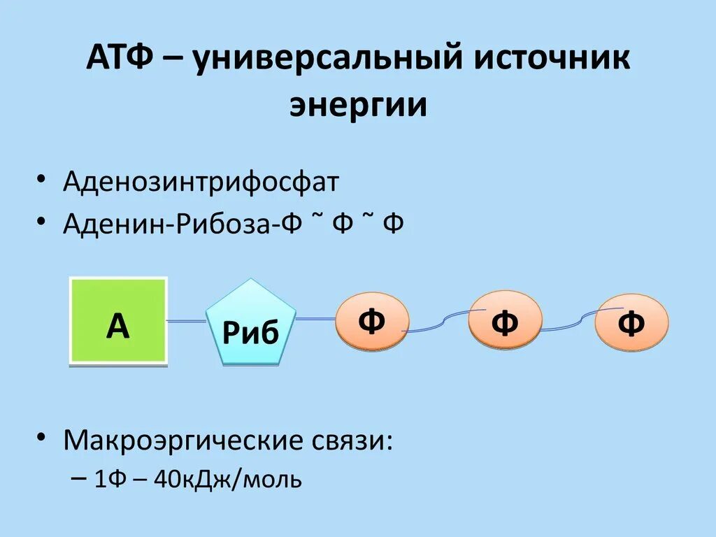 Молекулы атф выполняют