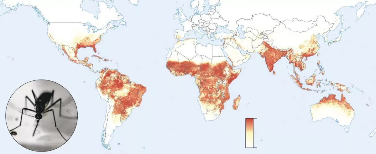 Заболеваемость малярией. Малярийный комар ареал обитания. Ареал малярийных комаров. Ареал обитания комаров. Малярия ареал распространения.