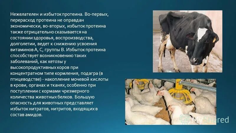 дефицит белков в рационе питания. белковая пища. печень говяжья, мясо, сыр, бобовые, орехи макро. энерго протеиновое отношение для кур. избыток протеина.
