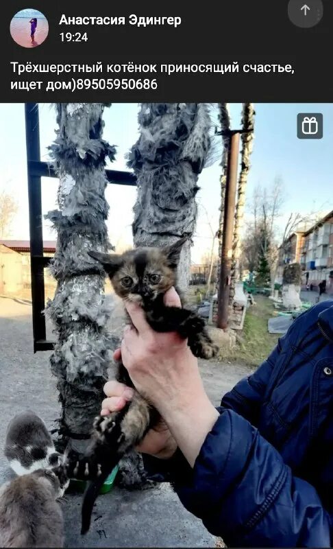 Приют доброе сердце семенов. Приют доброе сердце южно сахалинск. Приют доброе сердце южно сахалинск. Приют в ачинске. Приют для животных ачинск доброе сердце.