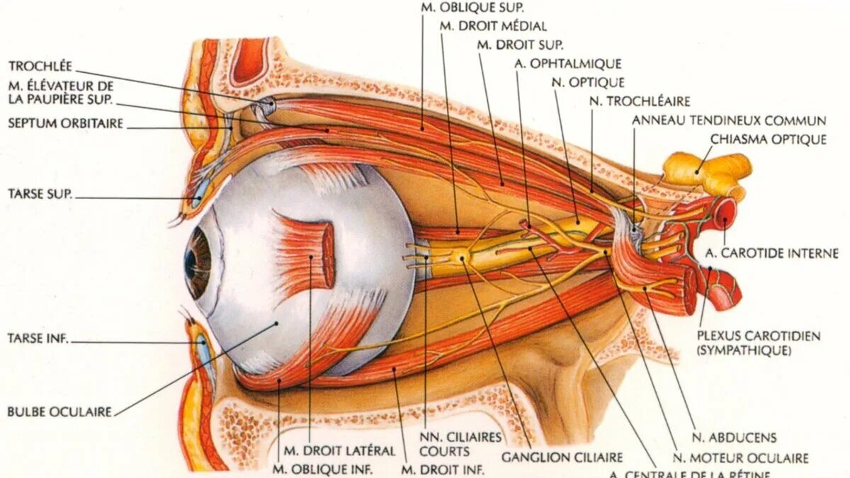 Глазные яблоки расположены в парных углублениях черепа. Зрительный нерв глаза анатомия. Анатомические структуры органа зрения анатомия. Топографическая анатомия строения глаза. Орган зрения анатомия медунивер.