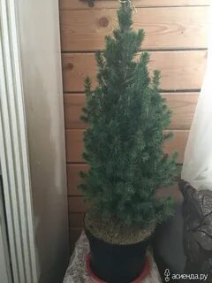 Ель коника домашняя как ухаживать в горшке