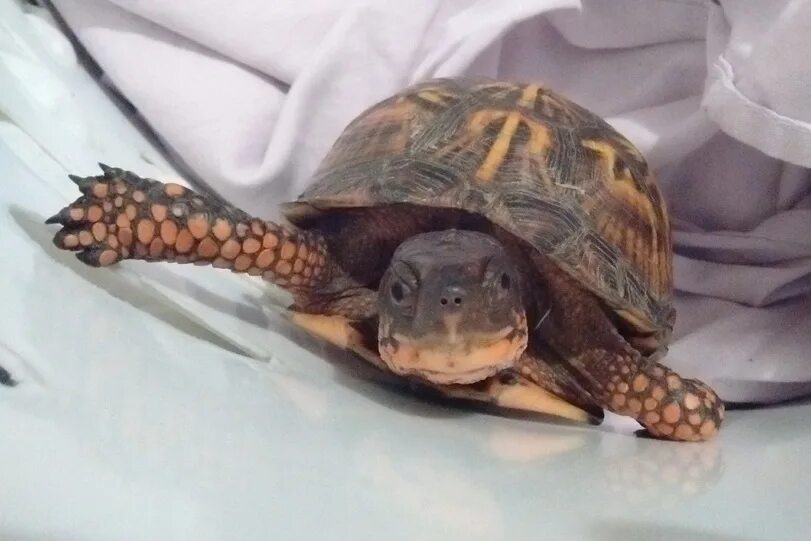 Черепашки ниндзя 1987 сплинтер. Нэцкэ черепаха с жабами. Милая сонная черепашка кар. Крыса и черепаха. Мастер сплинтер 1987.