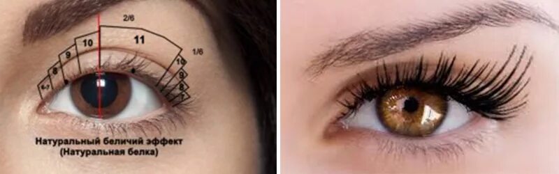 Схема беличий эффект фото Пин на доске Eyelashes в 2024 г Ресницы советы, Отдельные ресницы, Ресницы расту