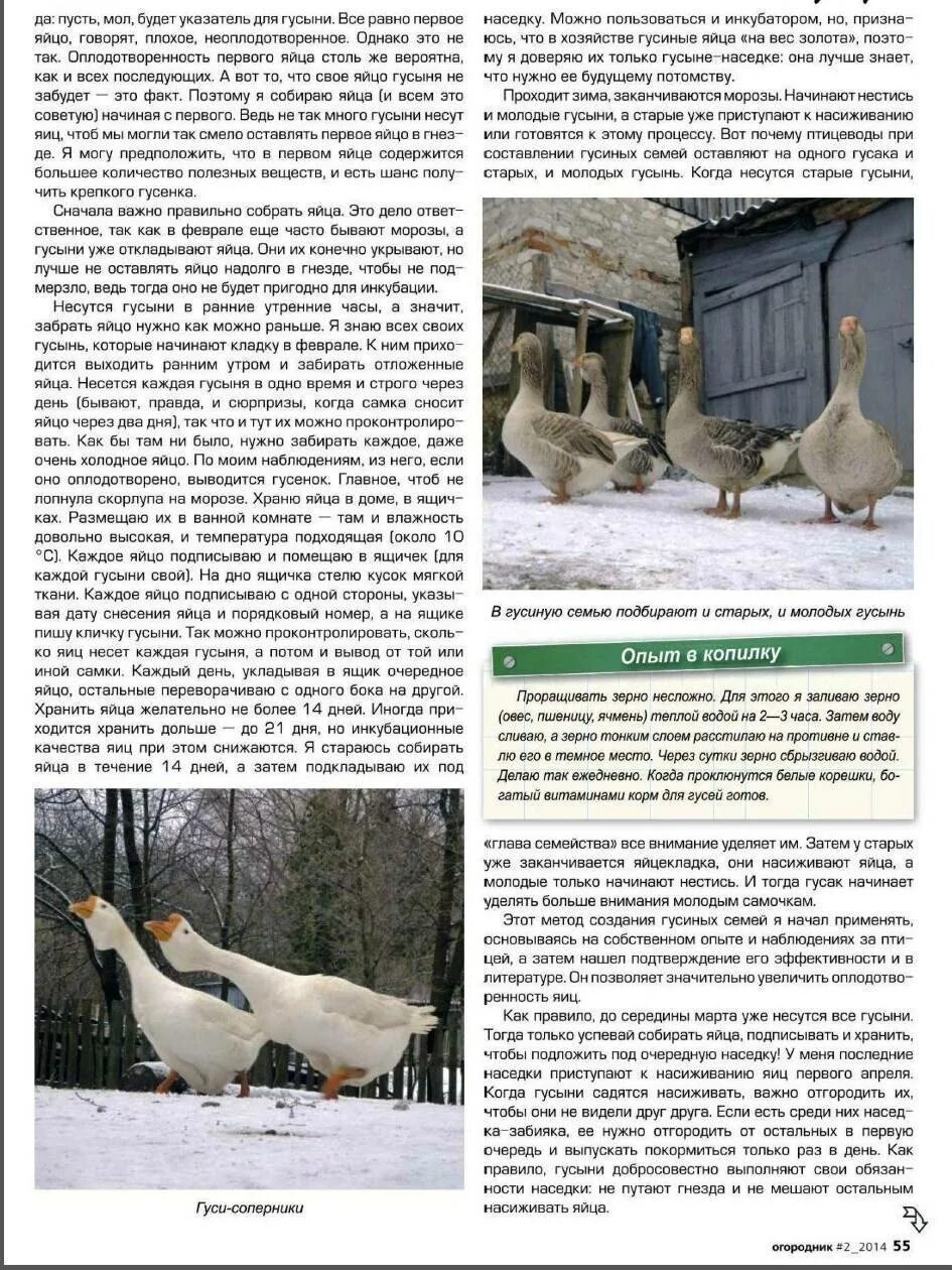 Сколько гусыня сидит на яйцах. Яйценоскость гусей. гусыня и гусиное яйцо. гусыня высиживает гусят. сколько несет гусыня.