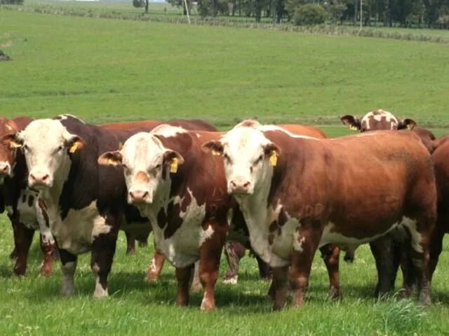 Породы КРС Парагвай. Крупный рогатый скот живой. Коровы в Парагвае. Закупаем КРС живым весом. Купить корову живую