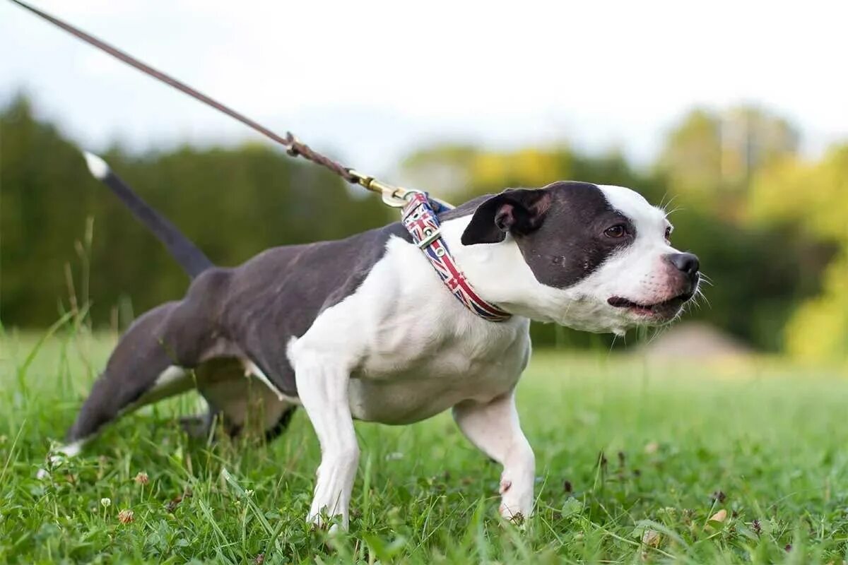 Dogs must keep on a lead. Поводок для собак. Собака натянула поводок. Собака тянет поводок. Собака на натянутом поводке.